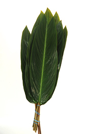 Green Calathea - greens