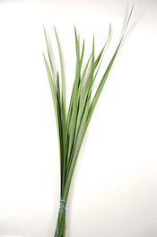 Iris Grass - greens