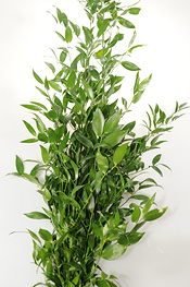 Italian Ruscus - greens