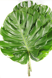 Large Monstera - greens