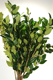 Ligustrum - greens