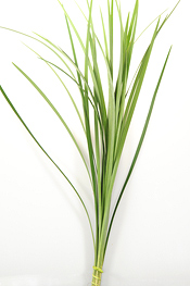 Lily Grass - greens