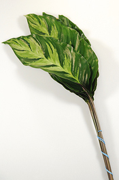 Louie Calathea