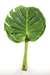 Medium Monstera - greens