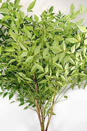 Nandina - greens