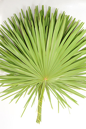 Palmetto - greens