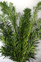 Podocarpus - greens