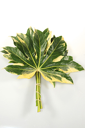 Variegated Fatsia - greens