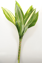 Variegated Aspidistra