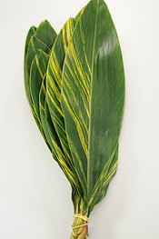 Variegated Ginger