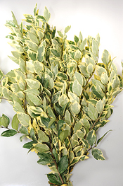 Variegated Ligustrum - greens