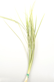 Variegated Lily Grass - greens