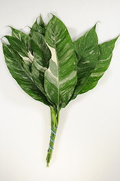 Variegated Spathiphylury - greens