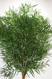 Weeping Podocarpus