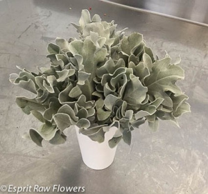 Dusty Miller Petite - greens