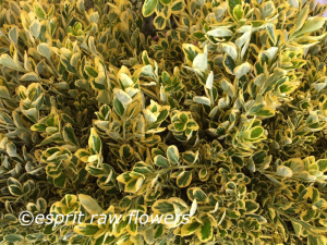 Euonymus