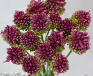 Allium Drumstick - berries-pods-seeds-grasses - greens