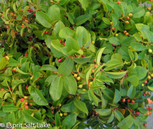 Coffee Berry - berries-pods-seeds-grasses - greens