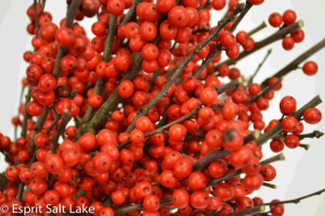 Ilex red