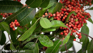 Pepperberry - berries-pods-seeds-grasses - greens