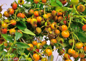 Rose Hips - berries-pods-seeds-grasses - greens