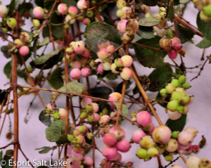 Snowberries - berries-pods-seeds-grasses - greens