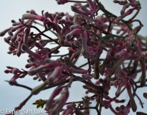 Kangaroo Paw purple