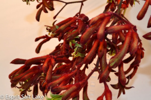 Kangaroo Paw red