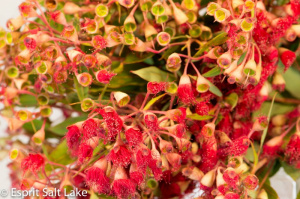 Eucalyptus Flowering