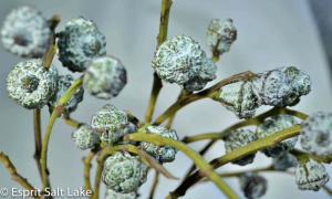 Eucalyptus Pods