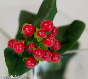 Hypericum bright red - berries-pods-seeds-grasses - greens