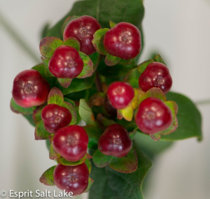 Hypericum dark red - berries-pods-seeds-grasses - greens