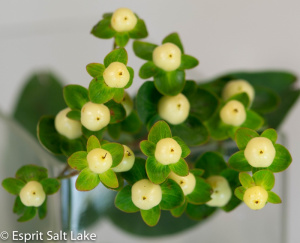 Hypericum white - berries-pods-seeds-grasses - greens