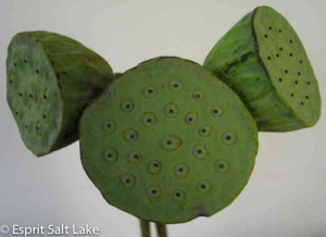 Lotus Pods