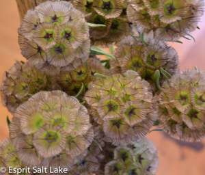 Scabiosa Pods