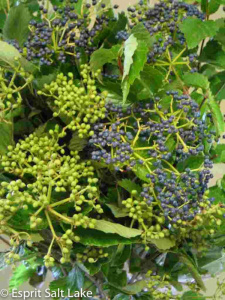 Viburnum berries