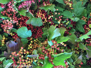 Cranberry Viburnum - berries-pods-seeds-grasses - greens