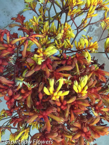 Kangaroo Paw - berries-pods-seeds-grasses - greens