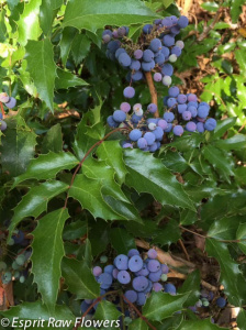 Blueberry Holly