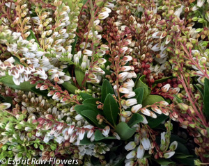 Blooming Andromeda white