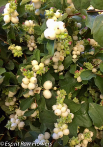 Snowberry white August