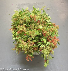 Pepper berry in October - berries-pods-seeds-grasses - greens