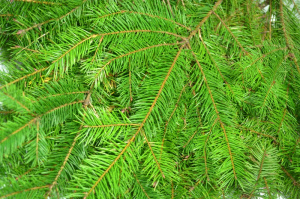 Douglas Fir