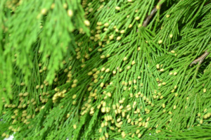 Incense Cedar