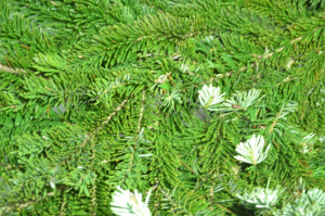 Noble Fir