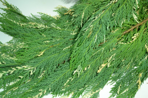 Variegated Cedar