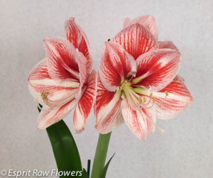 Amaryllis peppermint