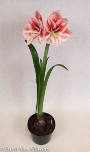 Amaryllis peppermint full