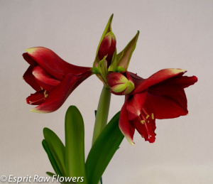 Amaryllis red