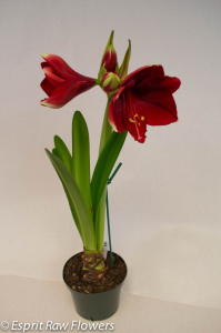 Amaryllis red full